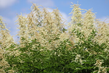Blooming white fluffy flowers of the Aruncus dioicus bush in the garden.