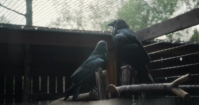 Two large black crows are sitting in a cage in a zoo with a metal net on the ceiling. The camera shoots two ravens in a dark sad cage through the fence. Birds in captivity. High quality 4k footage