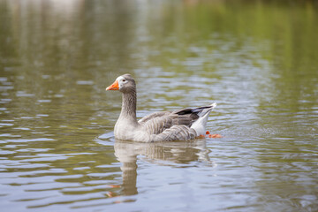 Domestic goose (Anser anser domesticus) swimming in a lagoon.