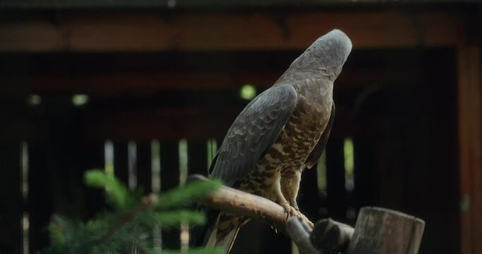 A rapacious Pernis apivorus bird sits on a branch in its enclosure at the zoo. The falcon opens or raises its wings with the desire to fly, but there is no room for flight in a cramped cage. 4k