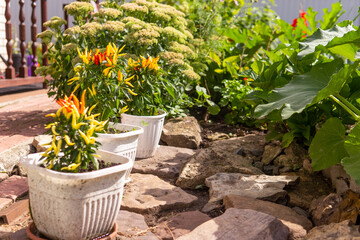 Growing pepper in a pot in the yard of a country house. Gardening and country life.