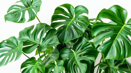 Obraz premium Close-up of Lush Green Monstera Deliciosa Leaves with a White Background.