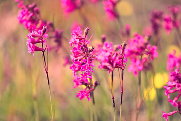 Pink Viscaria vulgaris, Sticky catchfly flowers blossoming on the side of a rural road on a day of June. Shallow depth of field.