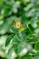 the wild rose petals have flown off, only the stamens and pistil remain, close-up