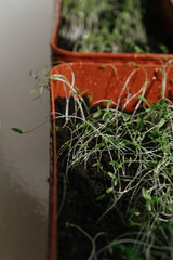 Micro green spinach sprouts leaves sprayed with water on a red tray. Plant based at home-grown produce, horticulture eco friendly concept. Copy space.