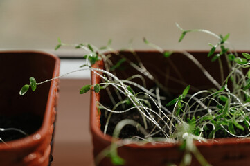 Closeup shot of micro green spinach sprouts leaves sprayed with water on a red tray. Plant based at home-grown produce, super food eco friendly concept. Copy space.