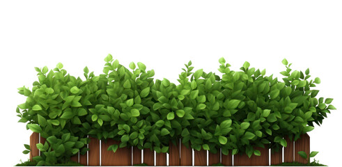 PNG Garden plant hedge leaf.