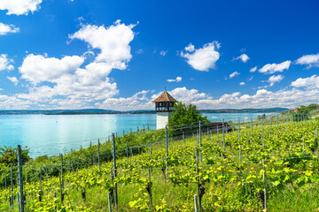 Ausblick vom Weinberg oberhalb des Rebguts Haltnau über das Rebhäusle auf den Bodensee,...