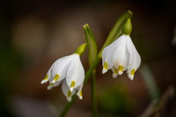 Snowdrop in the spring