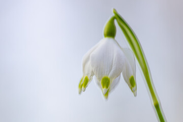 Obraz premium Snowdrop in the spring