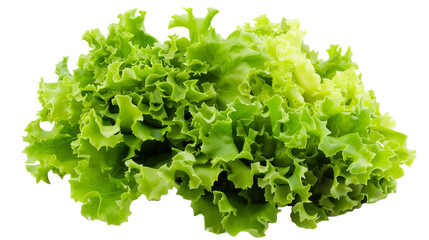 Obraz premium green salad leaves isolated on transparent png background