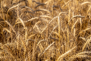 golden field with spikelets of ripe wheat