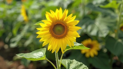Obraz premium Stunning sunflower blooming in the garden captured in a close up shot