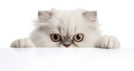 PNG Persian Cat mammal animal kitten.