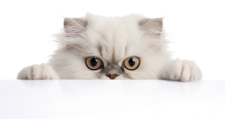 PNG Persian Cat mammal animal kitten.