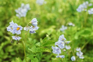 Lilac potato flower close up, blooming potato
