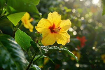 Vibrant yellow hibiscus flower with dewdrops, basking in the sunlight amidst lush foliage
