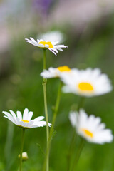 daisies in a field - close up