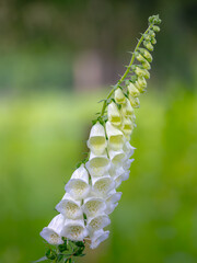 Selective focus of white Digitalis purpurea (Lady's glove) flower with green grass meadow, The common foxglove is a species of flowering plant in the plantain family Plantaginaceae, Nature background.