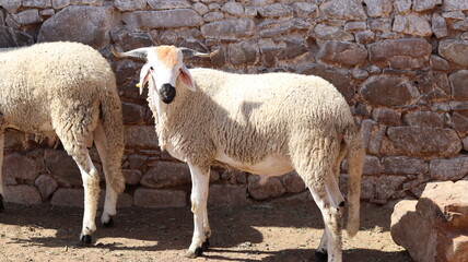 Moroccan Sheep in Rustic Enclosure with Stone Walls and Wooden Door