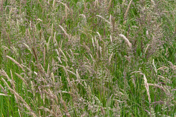 Obraz premium flowering grass in the wind in the sun
