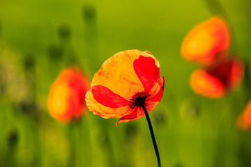 poppy flowers in the field