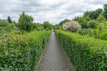 hedge-lined path through garden with thunderclouds