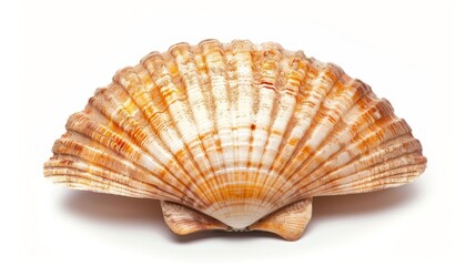 Scallop shell displaying intricate ridges and grooves, a testament to nature's exquisite design