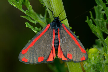 Der Jakobskrautbär (Tyria jacobaeae), auch Blutbär oder Karminbär genannt, ist ein Schmetterling (Nachtfalter) aus der Unterfamilie der Bärenspinner..