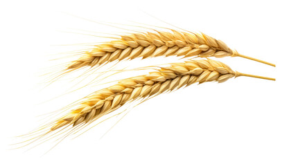 PNG Ear of wheat food white background agriculture.