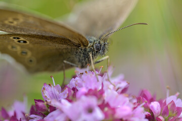Schmetterling Brauner Waldvogel Aphantopus hyperantus auf einer Blüte
