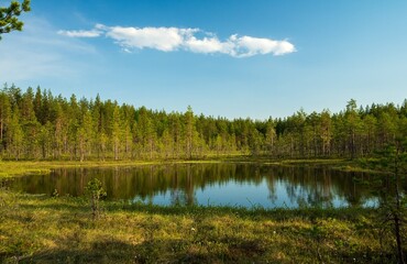Nature of Northern Europe: swamp and a forest lake. Beautiful landscape of northern forests.