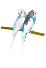 a pair of cute budgies are sitting on a branch. blue-yellow parrots. png