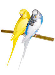a pair of cute budgies are sitting on a branch. blue-yellow parrots. png