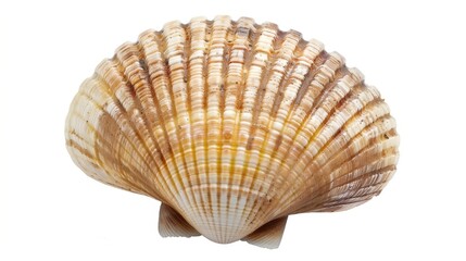 Beautiful natural patterned seashell rests on a white surface