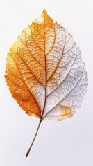 Intricate Fractal Leaf Design with Autumn Colors and Detailed Veins on a White Background