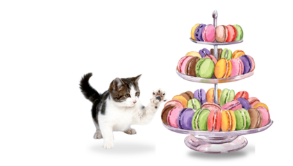 Cat stealing macarons
