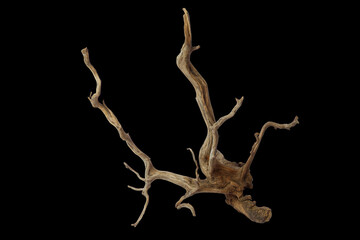 Dry aged driftwood branches isolated on black background with clipping path