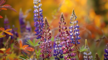 Autumn lupines