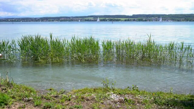Grass in flooded Bodensee Lake Constance high water