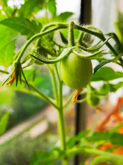 Close-up of a ripening green tomato on the vine with fresh green leaves in the background, showcasing the early stages of growth in a garden setting.