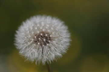 dandelion head