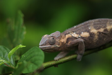 close up of a chameleon