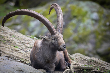 Mouflont on a mountain