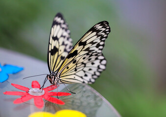 Butterfly: the poetry of nature.