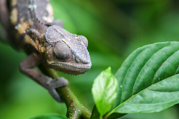 Camouflage secrets: the secret life of chameleons.