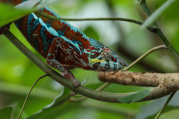 chameleon on leaf