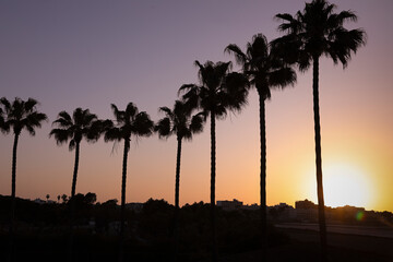 Obraz premium sunset at the beach with palm trees