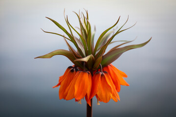 orange flower