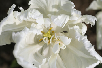 Close up of a white flower